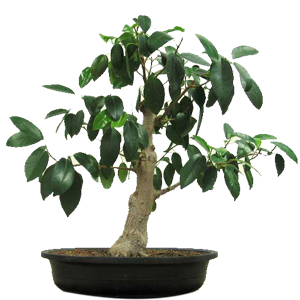 Australian Ficus