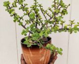 jade plant vizag 1 VizagShop.com